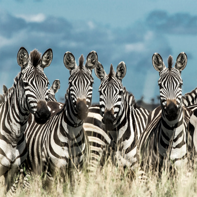 Herd of Zebra